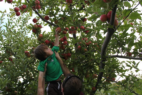 Olsen gets some assistance getting apples