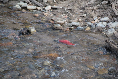 Kokanee Salmon working hard going upstream