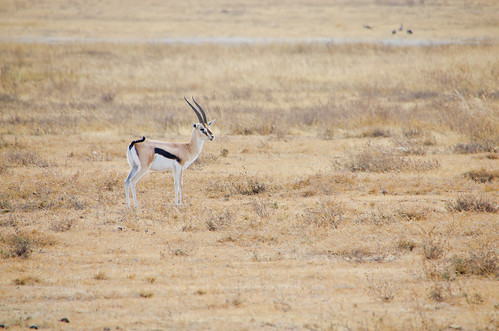 lone antelope