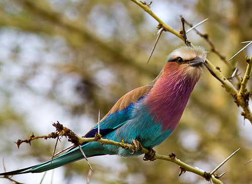 Lilac-breasted Roller by Nydiaso.