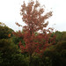 Acer rubrum 'Schlesingeri' posted by Arnold Arboretum to Flickr
