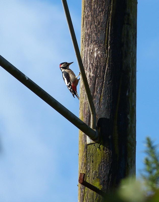 28787 - Great Spotted Woodpecker, Crymlyn Bog