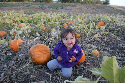 Jovie baby girl in the pumpkins 1