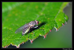 Diptera/Agromyzidae