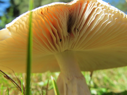 Mushroom season by JohnPlatt