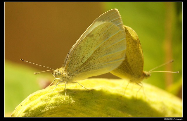 Unknown Sulfur Butterflies (Colias sp.)