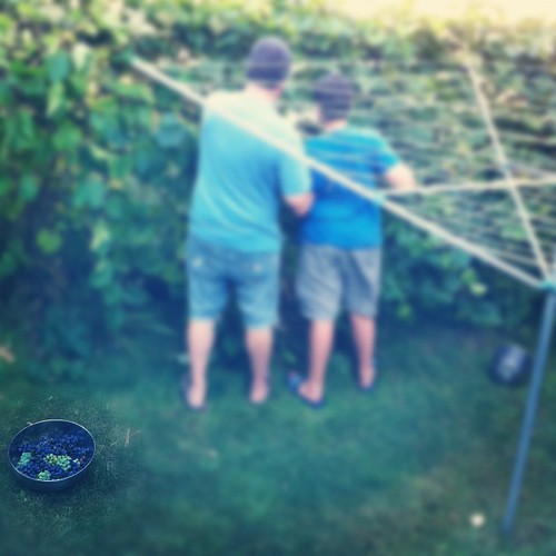 two grape guys #unschooling #organicgarden #urbangarden #harvest