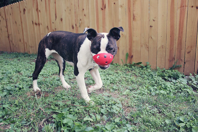 lucy and the wiffle ball 2