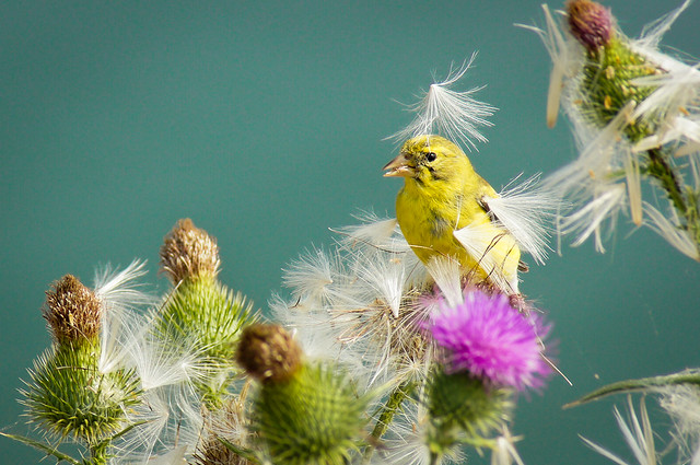 american goldfinch song american goldfinch picture american goldfinch facts american goldfinch migration lesser goldfinch american goldfinch nesting american goldfinch range feeding natural thistle thistles