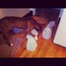 I think Brewster's favorite part of brew day is the empty water jugs posted by Matt Vekasy to Flickr