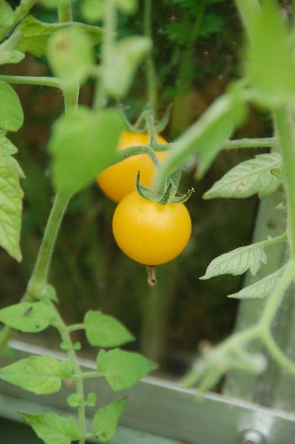 sun baby tomatoes