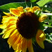 20120916 Helianthus annuus posted by chipmunk_1 to Flickr