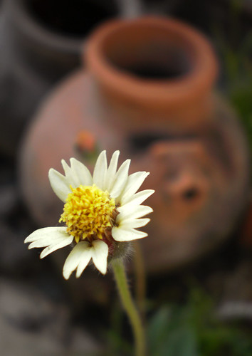 Flower & pot