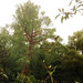 Taxodium distichum var. distichum posted by Arnold Arboretum to Flickr