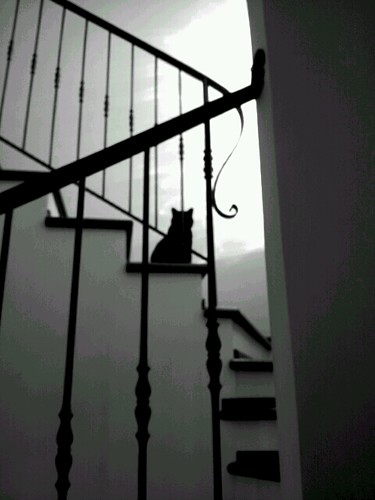 batcat at home by abphoto2011