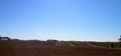 Stripey fields near Orient