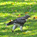 Immature Red Tail posted by Ol' Mr Boston to Flickr