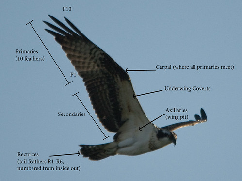 Osprey Wing Topography
