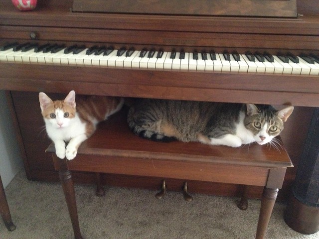 Piano kitties
