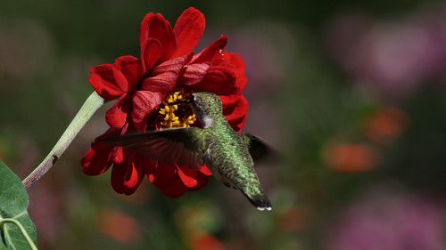 Big flower Little bird by conniee4