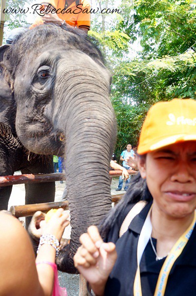 Malaysia Tourism Hunt 2012 - National Elephant Conservation Centre -002