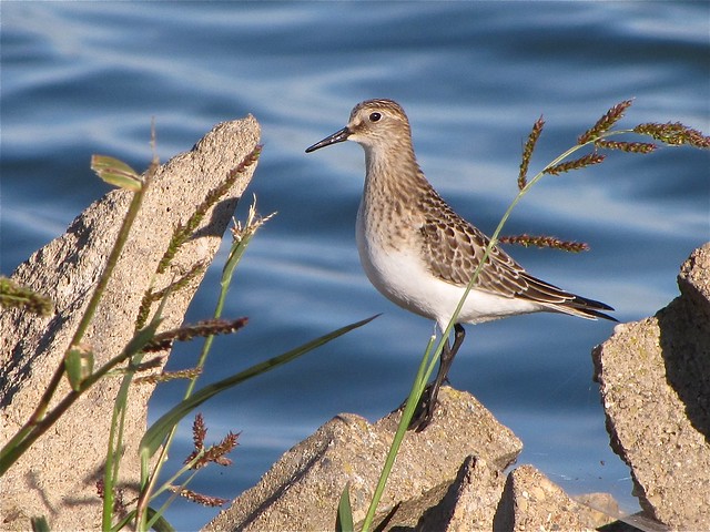 Baird's Sandpiper at Gridley Wastewater Treatment Ponds in McLean County, IL 82
