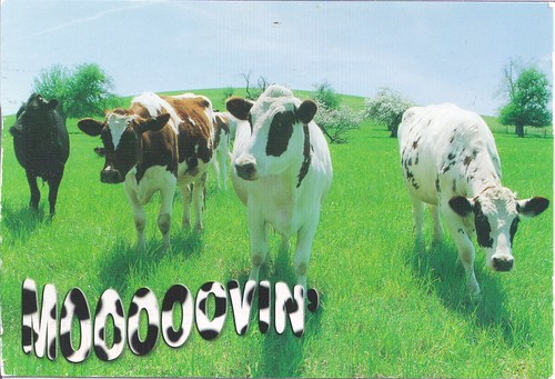 Assorted Cows