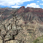 A dead pinon at the edge of the Grand Canyon, harbinger of the future for trees in the Southwest United States. Photo courtesy A. Park Williams.