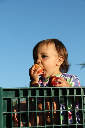 Cute baby eating apples
