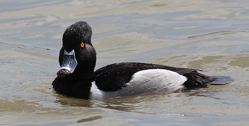 Ring-necked duck by ricmcarthur