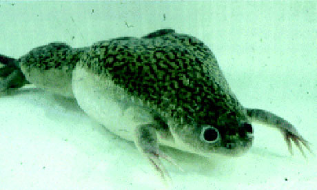 A Xenopus frog, produced by nuclear transplantation
