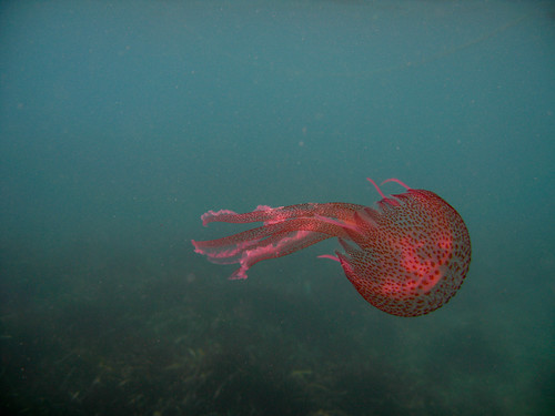 rojo y medusa, MIEDO