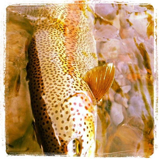 willd trout in the willamette valley