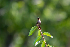 hummingbirds 4