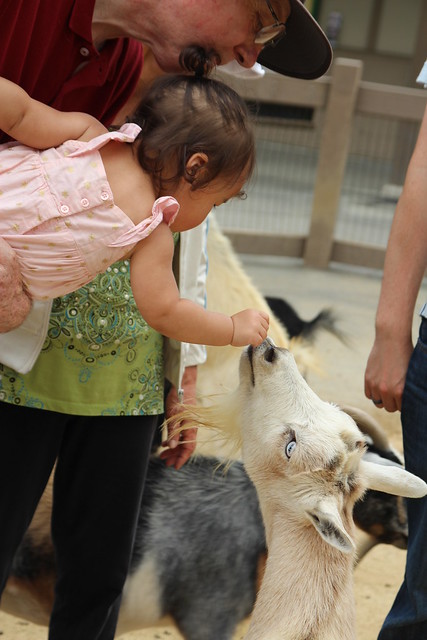 Mio leaning down to feed the goat.
