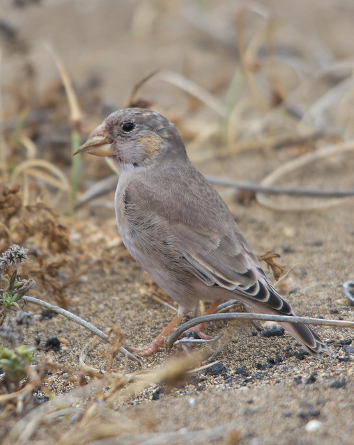 trumpter finch with seed