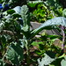 20120916 Kale dinosaur, lacinato posted by chipmunk_1 to Flickr