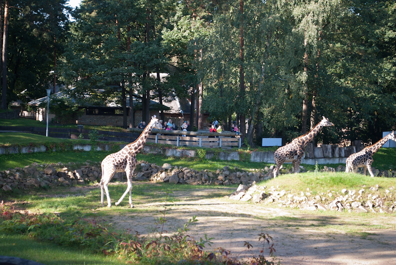  Свободные латвийские жирафы :):) DSC_0206