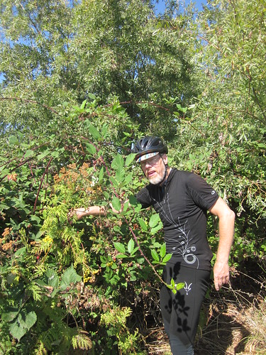 Bear in the blackberry bushes
