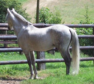 Barb stallion in France.