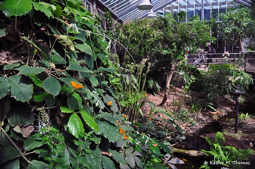 The Butterfly House