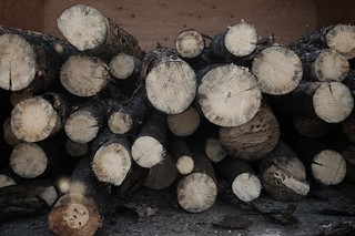 Wood Cutting Excursion