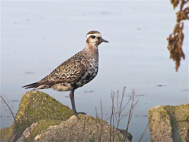 American Golden-plover at Gridley Wastewater Treatment Ponds 63
