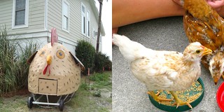 Chicken Collage