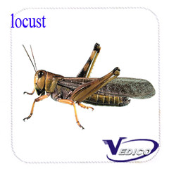 locust
