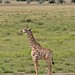 Etosha National Park impressions, Namibia - IMG_3099_CR2_v1