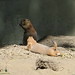 PrairieDogs_022 posted by *Ice Princess* to Flickr