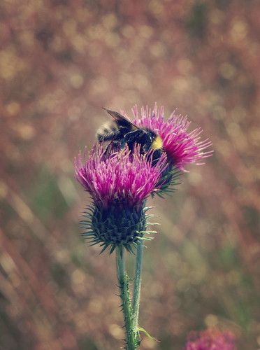 Bumblebee by jenniferhellbom