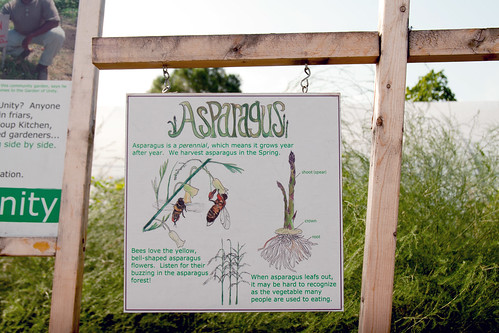 Asparagus growing at Earthworks Urban Farm