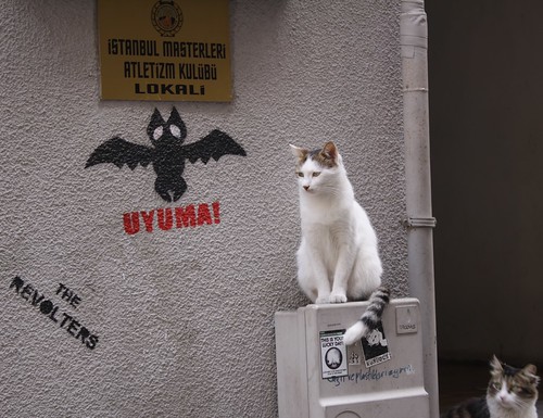 Katzen in Istanbul (1)